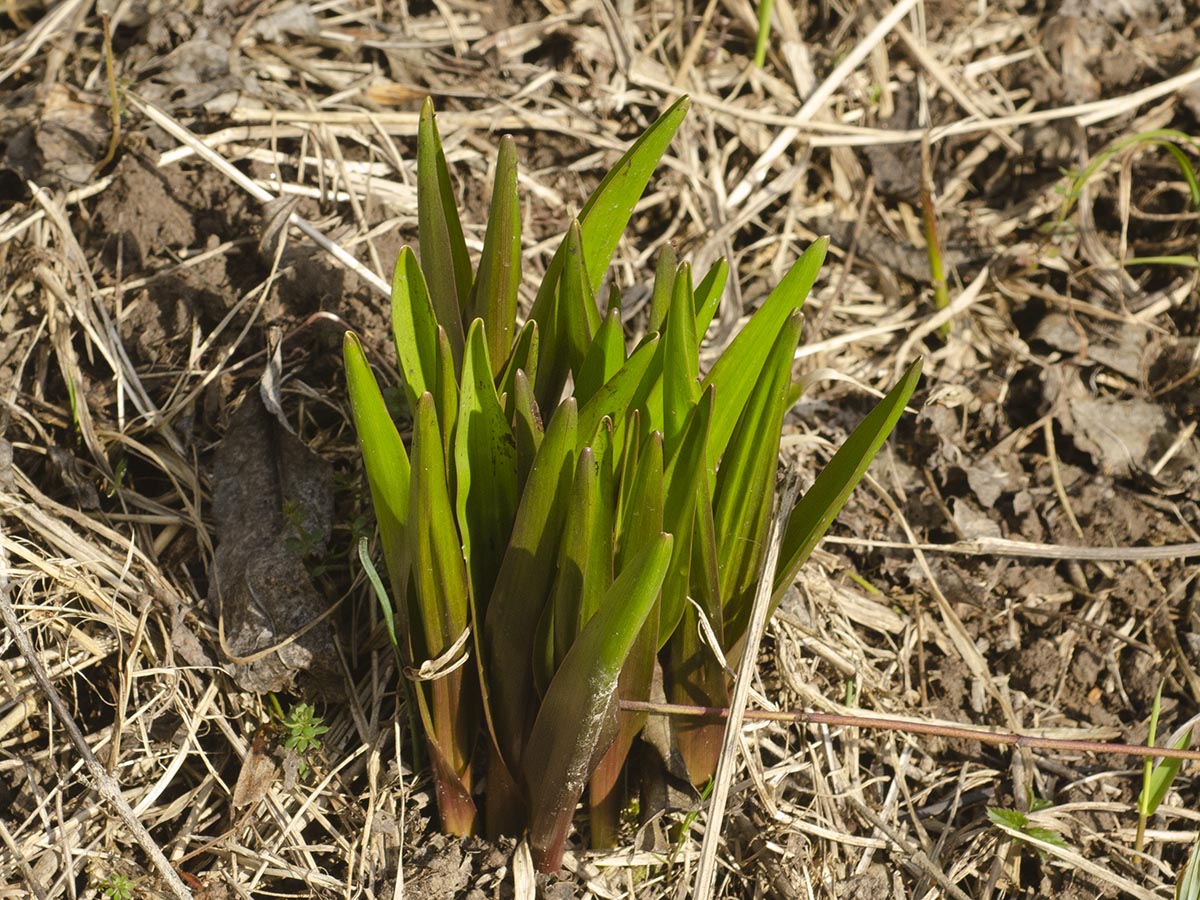 Colchicum